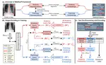 MeDSLIP: Medical Dual-Stream Language-Image Pre-training for Fine-grained Alignment